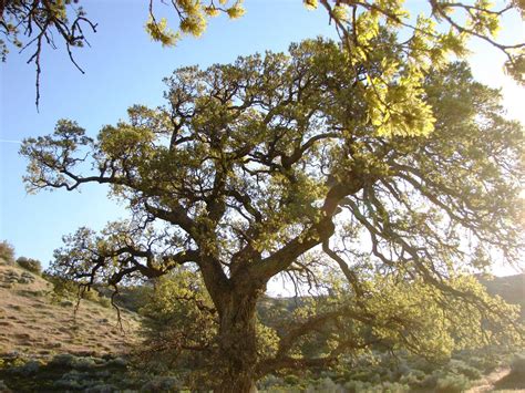 Tejon Ranch and spring birds | Audubon California