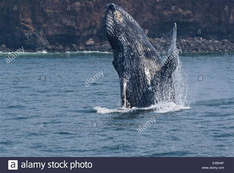 Blue Whale Breaching High Resolution Stock Photography and Images - Alamy