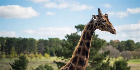 Giraffe Treehouses - Jamala Wildlife Lodge