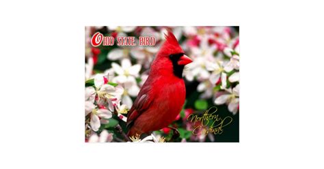 Ohio State Bird - Northern Cardinal Postcard | Zazzle