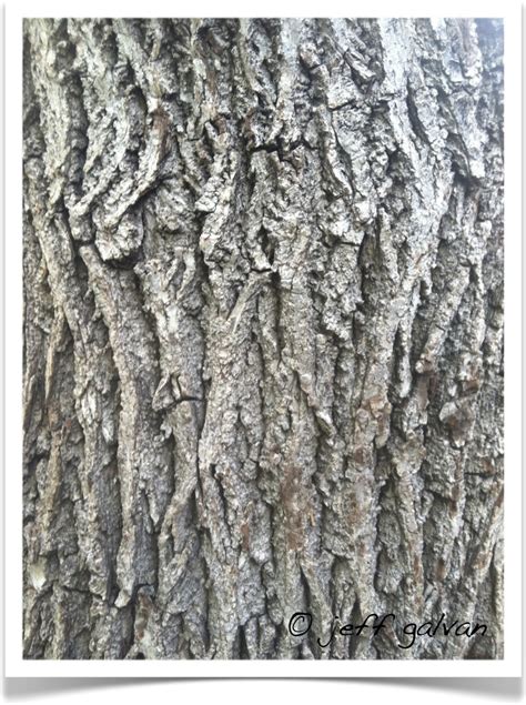Black Walnut – Identify by Bark | Boulder Tree Care - Pruning & Tree ...
