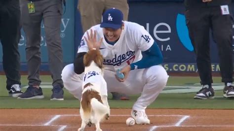 Shohei Ohtani’s dog Decoy delivered the best first pitch