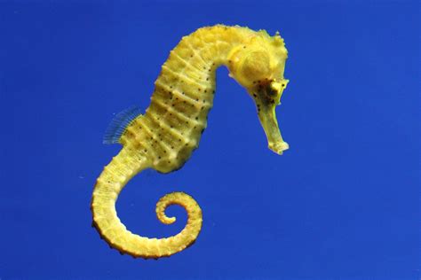 Can You Keep a Pet Seahorse In Your Aquarium? | PawTracks