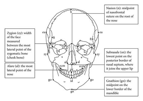 The landmarks of nasion (n), gnathion (gn), zygion (zy), subnasale... | Download Scientific Diagram