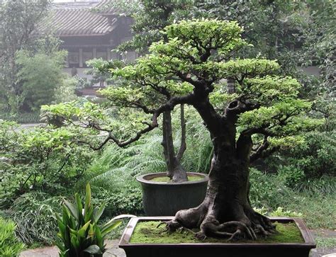 Bonsai - Dwarf Saplings - Best Landscape Ideas