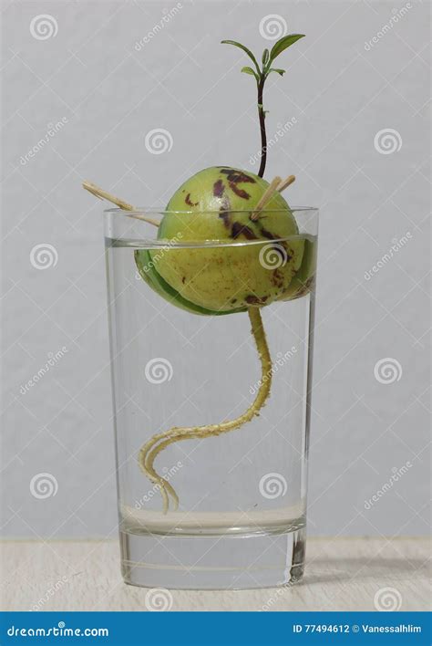 Avocado Seed with New Sprouting and Roots Stock Photo - Image of greenery, tree: 77494612