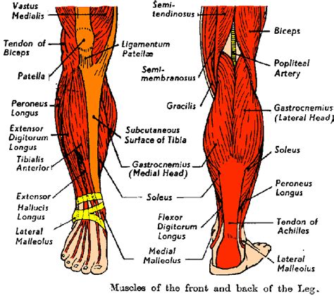 Leg Muscles Diagram Front - Diagram of My Knee Pain | Just thought I ...