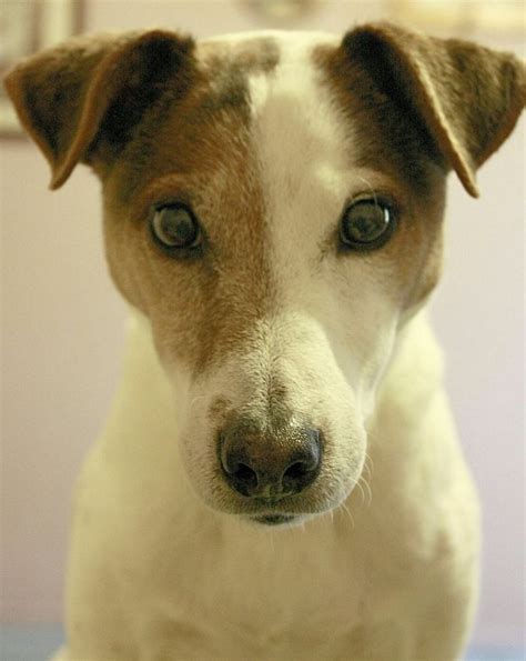 a brown and white dog looking at the camera