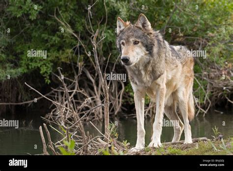 Grey wolves hunting usa hi-res stock photography and images - Alamy