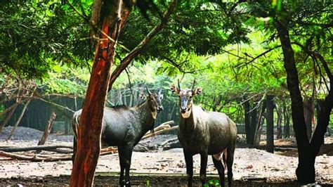 New look for Rajiv Gandhi Zoo, Pune