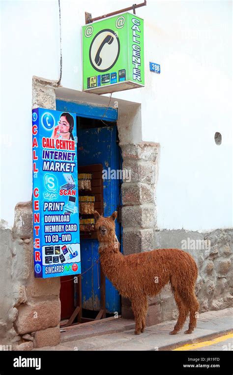 Alpaca in front of a grocery store in Cuzco, Peru Stock Photo - Alamy