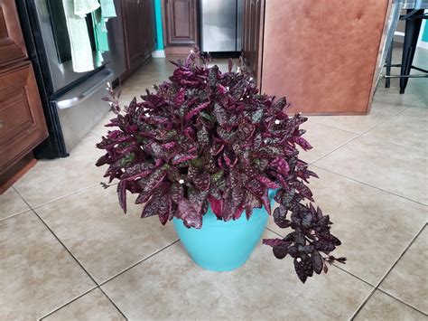 Purple Waffle plant sure enjoyed being outside for the summer! : r ...
