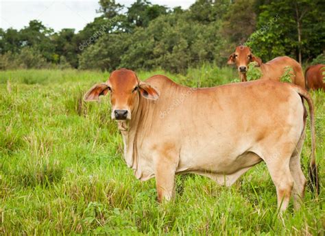 Brahman cattle — Stock Photo © Jaykayl #10386587