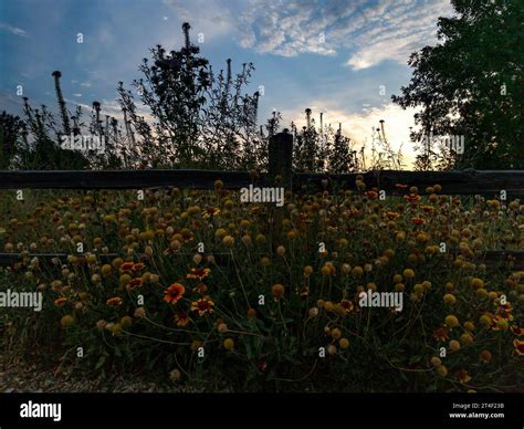 Blanket Flowers (Gaillardia spp.) at Sunrise in Boise, Idaho's Warm ...