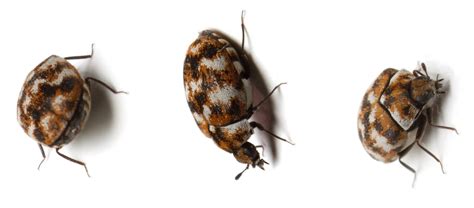 Top 5 Best Sprays For Carpet Beetles (2024) | Today's Homeowner