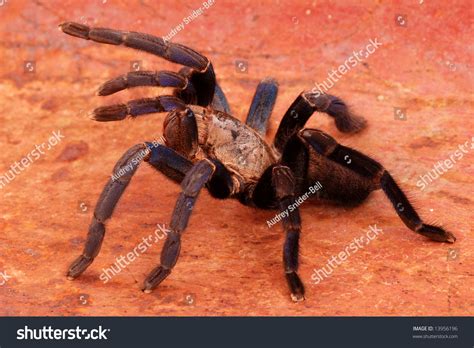 Cobalt Blue Tarantula (Haplopelma Lividum). This Tarantula Is Fast And ...