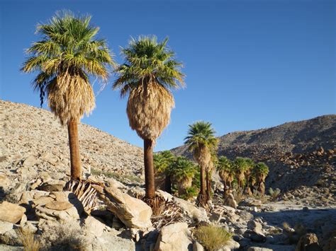 30 CALIFORNIA FAN PALM Tree Petticoat Arizona Desert Washingtonia Filifera Seeds