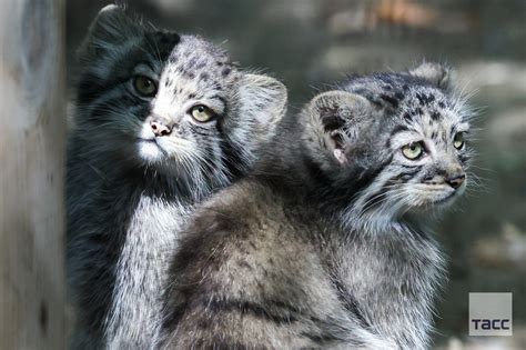 Russia 🇷🇺 on Twitter: "Monday be like 😑 Manul aka Pallas's cat cubs surveying the week ahead ...