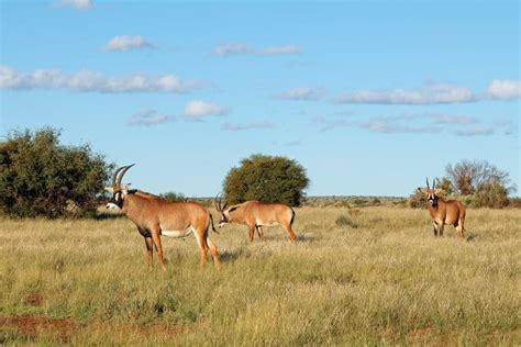 Roan Antelope Fun Facts: Africa’s Fearless Savanna Survivor