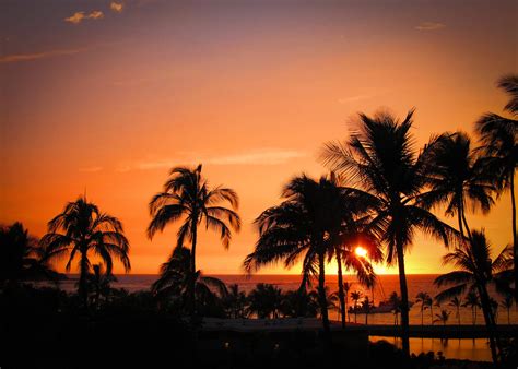 Download Hawaii Palms Silhouette Sunset Wallpaper | Wallpapers.com