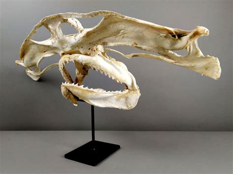 Great Hammerhead Shark Skull on custom stand - Sphyrna mokarran - 77×35×23 cm - 003 10/03/2012 ...