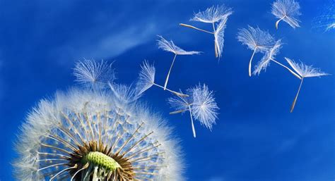 Dandelion wind dispersal. | Download Scientific Diagram