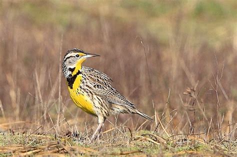 Western Meadowlark: Nebraska State Bird | Nebraska state, Nebraska ...