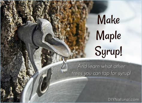 How to Make Maple Syrup and What Other Trees You Can Tap for Syrup!