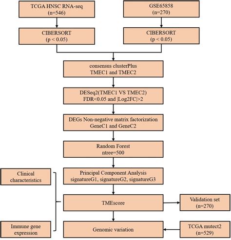 Little Albert Experiment Flow Chart