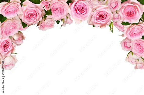 Pink rose flowers in a top border arrangement isolated on white Stock Photo | Adobe Stock