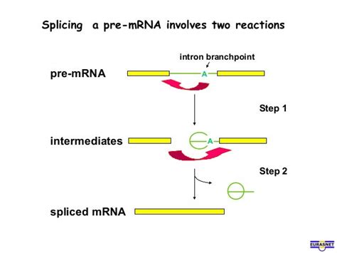 Rna splicing