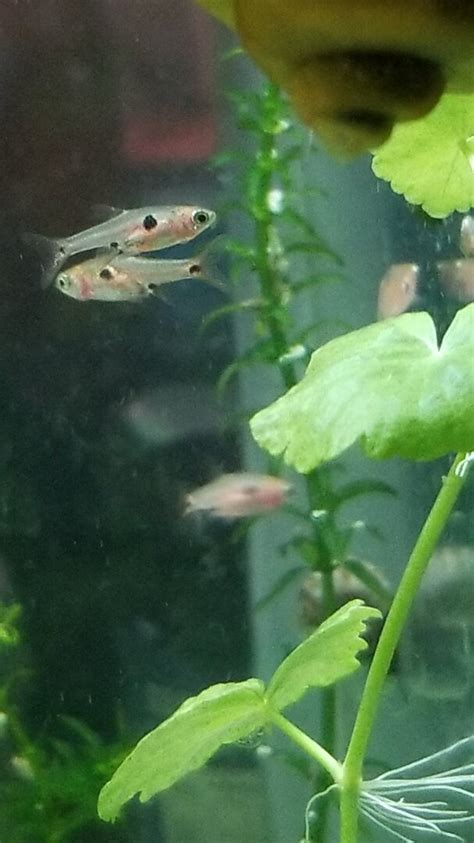 Strawberry rasbora feeding - General Discussion - C.A.R.E.