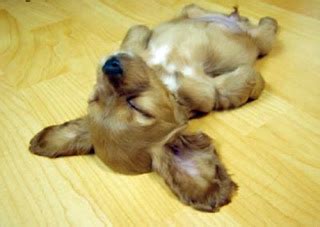 Cute Puppy Dogs Photos: Cute Big Ears Sleeping Puppy Upside Down