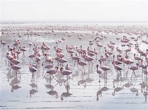 530+ Walvis Bay Lagoon Stock Photos, Pictures & Royalty-Free Images ...