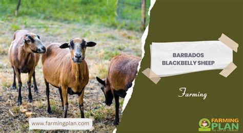 Barbados Blackbelly Sheep: Farming - Farming Plan