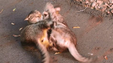 Real cat fight a fight between two feral cats - YouTube