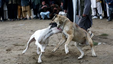 Is Dog Fighting Illegal? The Cruelty Of Barbaric Bloodsport