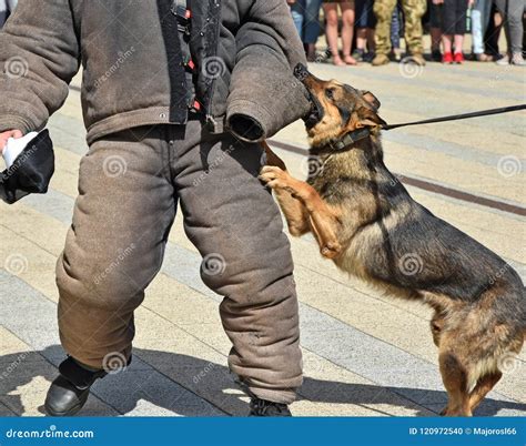 Police dog in training stock photo. Image of adult, protective - 120972540