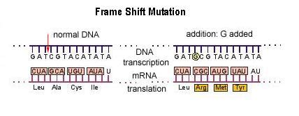 Chromosomes & Human Inheritance Notes - BIOLOGY JUNCTION