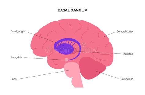 Basal ganglia anatomy stock vector. Illustration of medical - 231713677