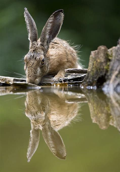 European Hare by Mirek Zítek on 500px | Wild hare, Wild rabbit, Animals beautiful