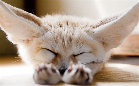 Cute Fennec Fox Wallpaper