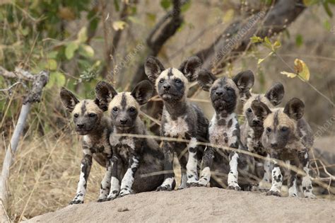 Pack of African wild dog puppies - Stock Image - F033/0554 - Science ...