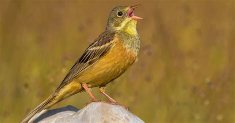 Ortolan Bunting photo ID guide - BirdGuides