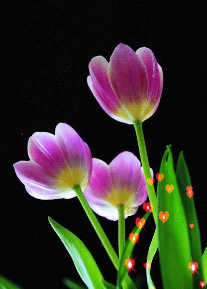 Beautiful Flowers Animated Gif ~ Flower+animation.gif (412×576) | Enterisise