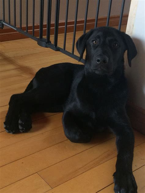16 week old black lab | Black labrador retriever, Labrador retriever ...