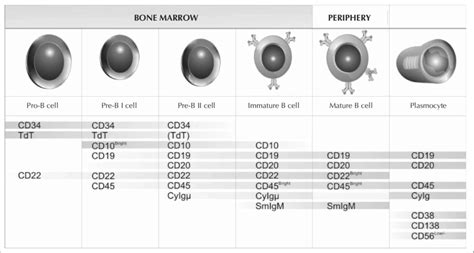 B-cell maturation stages with examples of immunophenotypic markers... | Download Scientific Diagram