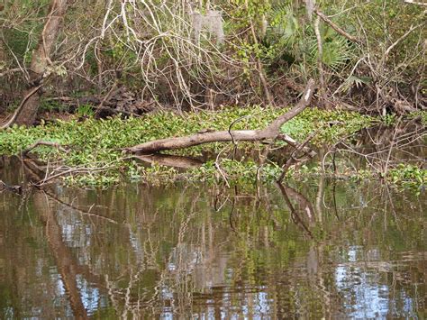 I Heart My Pen: Photography (and other animals): Haunted Swamp, Louisiana