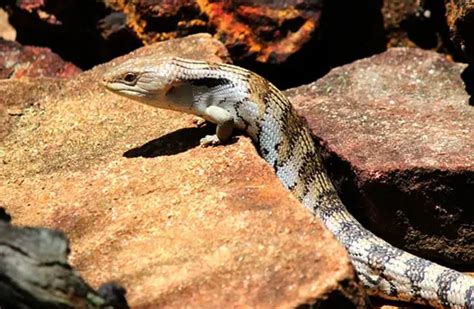 Blue Tongue Skink - Description, Habitat, Diet, and Interesting Facts