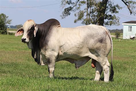 Brahman Bulls For Sale Boling, Texas - B.R. Cutrer, Inc.